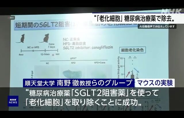 「老化細胞」糖尿病の治療薬で除去 マウス実験で成功 順天堂大