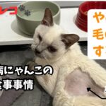 糖尿病にゃんこの食事事情