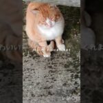 糖尿病が悪化したので毎日5000歩歩く #糖尿病 #ねこ