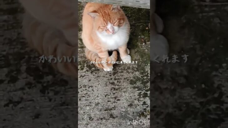 糖尿病が悪化したので毎日5000歩歩く #糖尿病 #ねこ