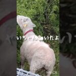 糖尿病が悪化したので毎日5000歩歩く #糖尿病 #癒し #ウォーキング