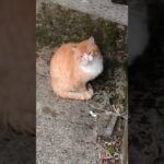 糖尿病が悪化毎日5000歩歩く #糖尿病 #cat