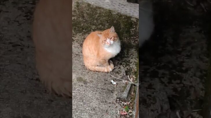 糖尿病が悪化毎日5000歩歩く #糖尿病 #cat