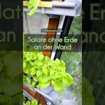 Anbau von #Salat im #NFT-System. Einfach, effizient und nachhaltig! Mehr Infos im Kommentar #garten