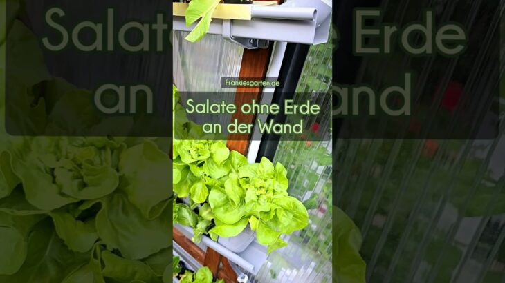 Anbau von #Salat im #NFT-System. Einfach, effizient und nachhaltig! Mehr Infos im Kommentar #garten