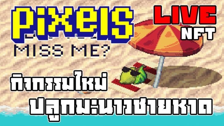 [ LIVE ] Pixel & backwoods (NFT) ปรับเรท X10 เท่า EP.172