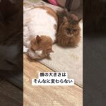 糖尿病逆じゃない？ #shorts #cat #ねこ #高齢猫 #猫のいる暮らし #糖尿病 #糖尿病猫 #多頭飼い #闘病中