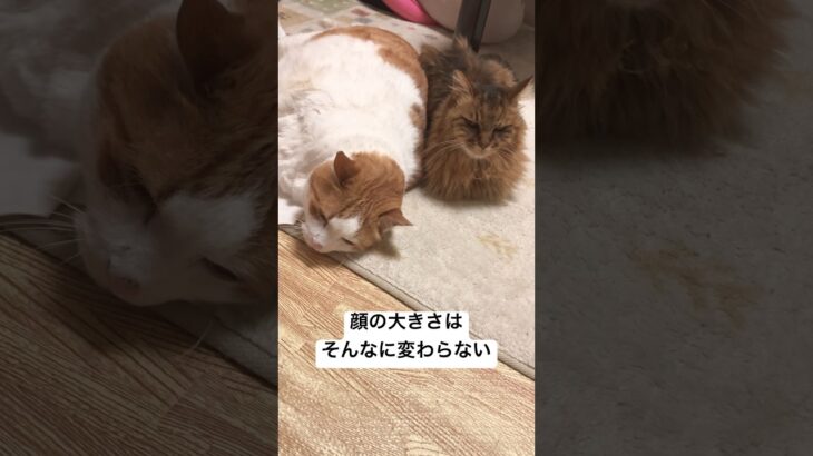 糖尿病逆じゃない？ #shorts #cat #ねこ #高齢猫 #猫のいる暮らし #糖尿病 #糖尿病猫 #多頭飼い #闘病中