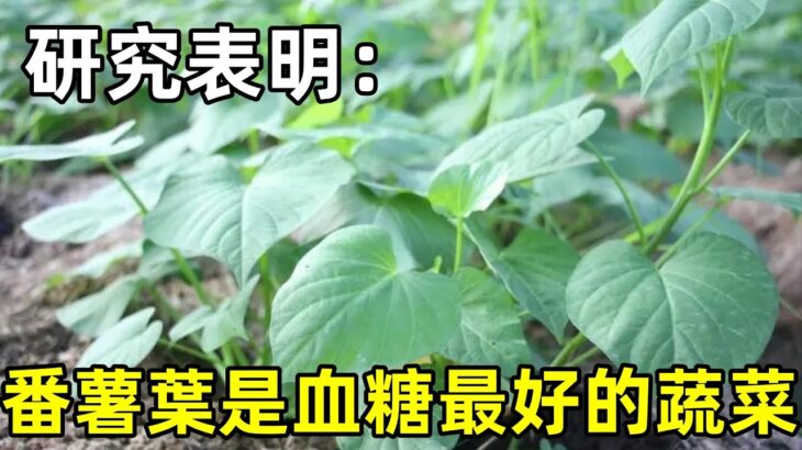 糖尿病最健康的蔬菜，哈佛大學研究表明：番薯葉是血糖最好的蔬菜！