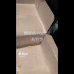 糖尿病495日目食べたもの記録 #糖尿病 #食事記録 #糖質制限