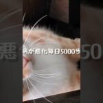 糖尿病が悪化したので毎日5000歩歩く #糖尿病 #ねこ #ウォーキング #いやし