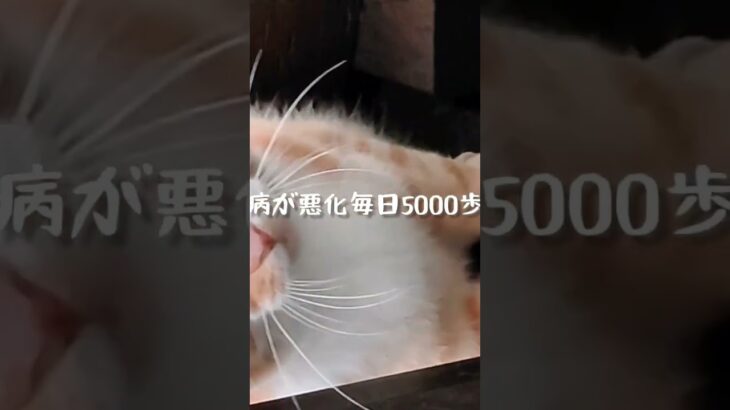 糖尿病が悪化したので毎日5000歩歩く #糖尿病 #ねこ #ウォーキング #いやし