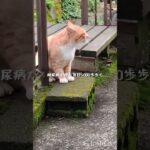 糖尿病が悪化したので毎日5000歩歩く #糖尿病 #ねこ #ウォーキング #ショート