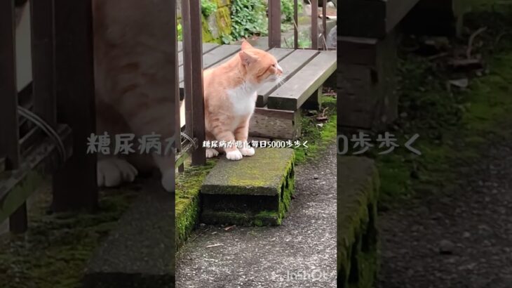 糖尿病が悪化したので毎日5000歩歩く #糖尿病 #ねこ #ウォーキング #ショート