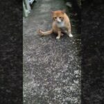 糖尿病が悪化したので毎日5000歩歩く #糖尿病 #ウォーキング #猫のいる暮らし