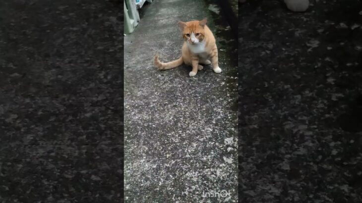 糖尿病が悪化したので毎日5000歩歩く #糖尿病 #ウォーキング #猫のいる暮らし