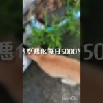 糖尿病が悪化したので毎日5000歩歩く #糖尿病 #ねこ #ウォーキング #ショート #癒し