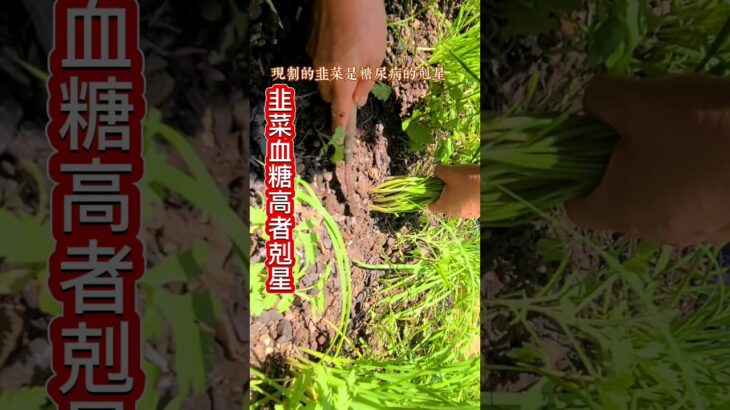 糖尿病剋星❗️韭菜這樣吃