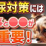 愛犬の糖尿対策や糖尿対策レシピを詳しく解説しています！