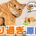 【犬猫の病気】犬と猫で糖尿病の原因が違います