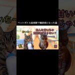 ペットボトル症候群で糖尿病になった話 #猫ミーム #猫マム