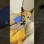 糖尿病…障害ずっと続く苦しみ…#犬