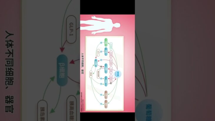 糖尿病  葡萄糖激酶科普1