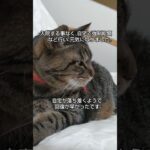 17歳になりました。#猫　#猫の糖尿病　#猫の腎臓病