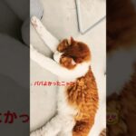 ななくんパパ2型糖尿病！ダイエットオゼンピック注射！#食事制限！#運動#ダイエット#猫のいる暮らし #shortvideo #shorts #catlover #short #ねこ #cat