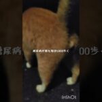 糖尿病が悪化したので毎日5000歩く #ウォーキング #猫のいる暮らし #糖尿病