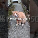 糖尿病が悪化したので毎日5000歩歩く #糖尿病 #猫のいる暮らし #ウォーキング #ねこ #歩き #歩く人