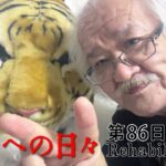 【#糖尿病 #闘病記】DAY86 明日は入院！【#散歩】