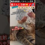 【もふもふさんと注射🙀💉💦】#猫 #ねこ #糖尿病 #shorts #注射 #猫のいる暮らし #猫動画   　