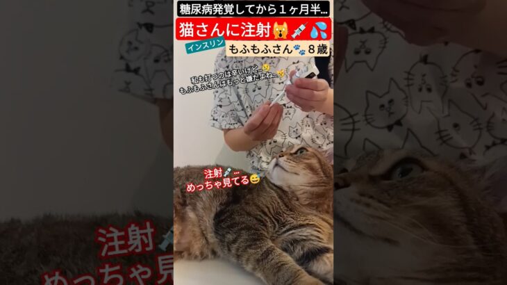 【もふもふさんと注射🙀💉💦】#猫 #ねこ #糖尿病 #shorts #注射 #猫のいる暮らし #猫動画   　