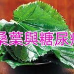 桑葉與糖尿病#健康常識#養生保健#健康#健康飲食