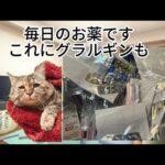 【猫ミーム】糖尿病患者のチートディ