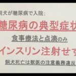 糖尿病治療で入院の犬へのインスリン注射を怠り死亡に至った病院へ、裁判所は飼主への損害賠償支払いを認定　その具体的理由は何だったか　飼主が準備しておくべきことはなにか