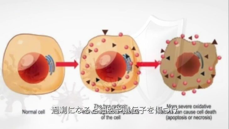 糖尿病と酸化ストレス 対策