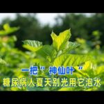 一把『神仙葉』，糖尿病患者夏天別光用它泡水！｜#糖尿病 #血糖