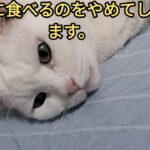 糖尿病新薬2日目#cat #ねこ #猫の糖尿病 #猫のいる暮らし #闘病 #ネコ