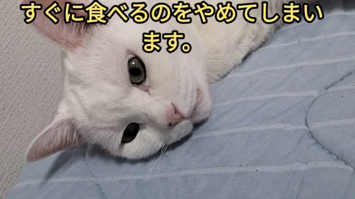 糖尿病新薬2日目#cat #ねこ #猫の糖尿病 #猫のいる暮らし #闘病 #ネコ