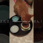 糖尿病が悪化したのでので毎日5000歩く #猫のいる暮らし #保護猫 #糖尿病