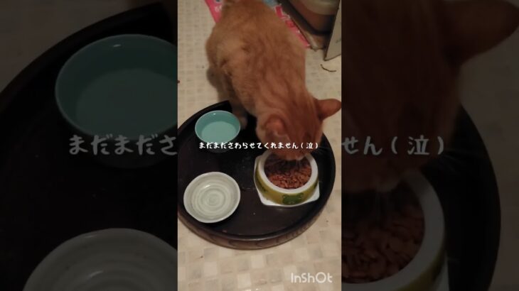 糖尿病が悪化したのでので毎日5000歩く #猫のいる暮らし #保護猫 #糖尿病