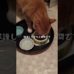 糖尿病が悪化したので毎日5000歩く #猫のいる暮らし #糖尿病 #保護猫