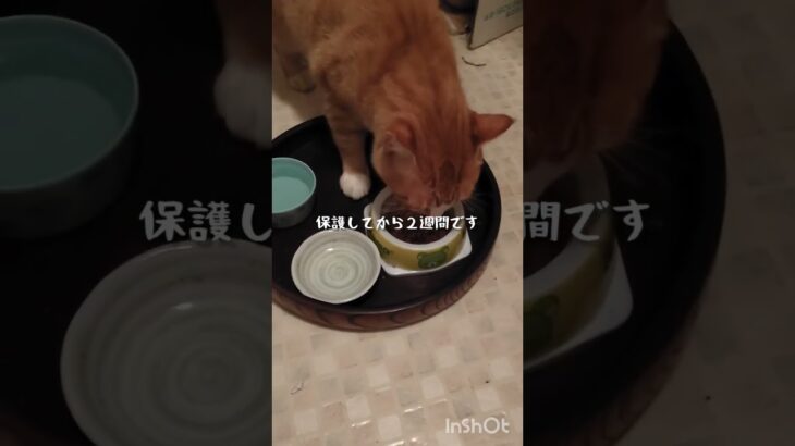 糖尿病が悪化したので毎日5000歩く #猫のいる暮らし #糖尿病 #保護猫