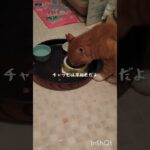 糖尿病が悪化したので毎日5000歩く #猫のいる暮らし #糖尿病 #保護猫