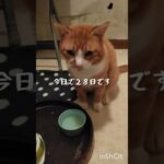 糖尿病が悪化したので毎日5000歩く #猫のいる暮らし #糖尿病 #保護猫 #ウォーキング #ねこ#元野良猫