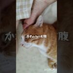 糖尿病が悪化したのでので毎日5000歩く #cat #糖尿病 #ウォーキング #猫のいる暮らし