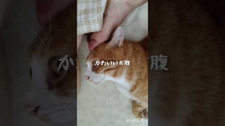 糖尿病が悪化したのでので毎日5000歩く #cat #糖尿病 #ウォーキング #猫のいる暮らし