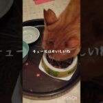 糖尿病が悪化したので毎日5000歩く #猫のいる暮らし #糖尿病 #保護猫 #cat